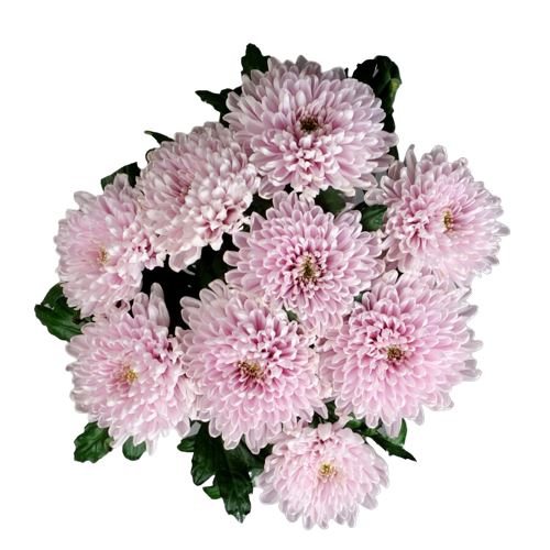 Cute Pink Chrysanthemum Bouquet
