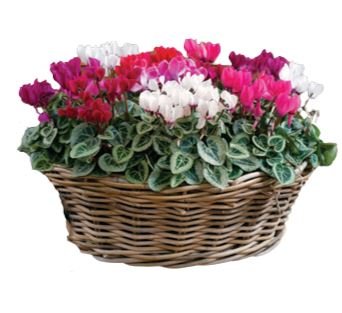 Cyclamen in Basket - Florist London