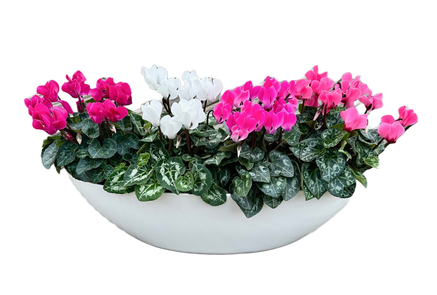 Cyclamen Oval Pot Arrangement - Florist London