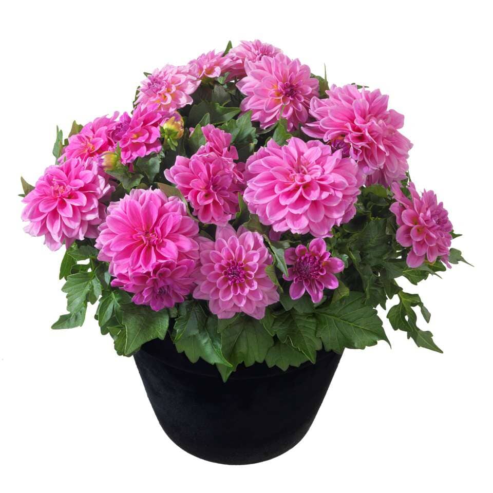 Dahlia Dahlietta Emily Plant - Florist London