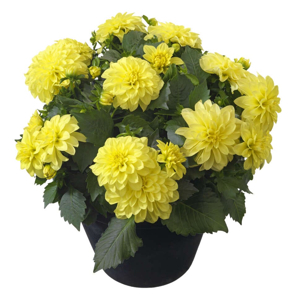 Dahlia Royal Dahlietta Margaret Plant