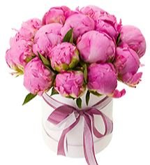Dark Pink Peonies Box - Florist London