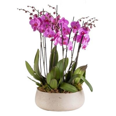 Fabulous Phalaenopsis Orchids Pot - Florist London