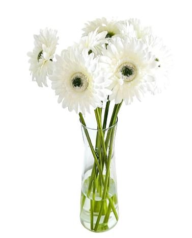 Gerberas in Vase - Florist London
