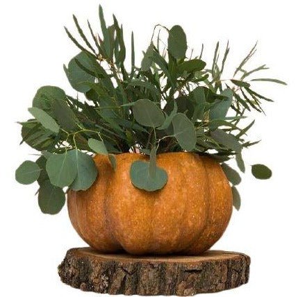Greenery in Pumpkin on Wood - Florist London