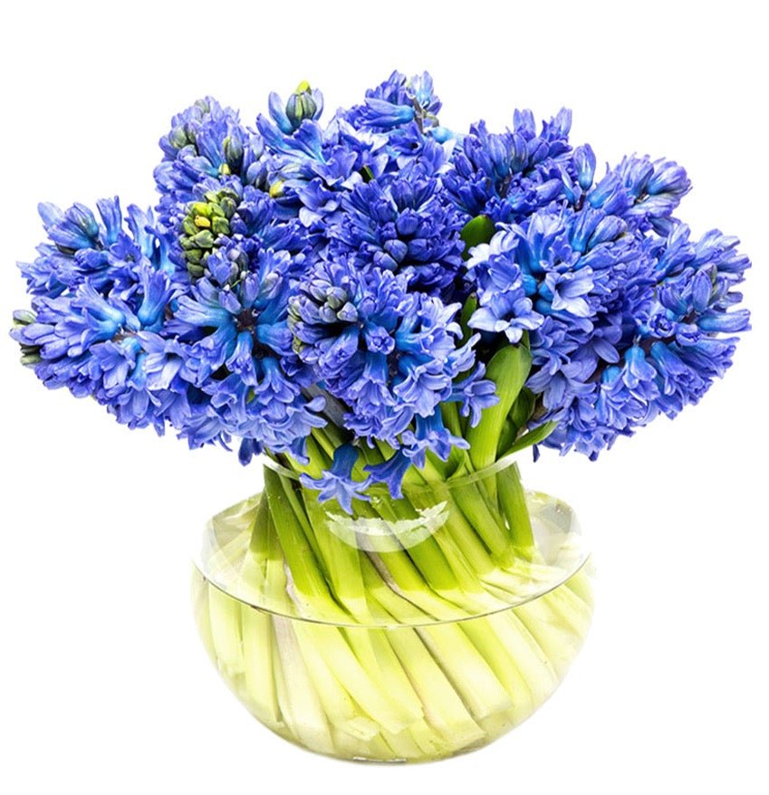 Hyacinth in Oval Vase - Florist London
