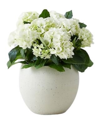 Hydrangea in Pot - Florist London