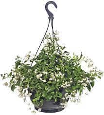 Jasminum Hanging Pot - Florist London