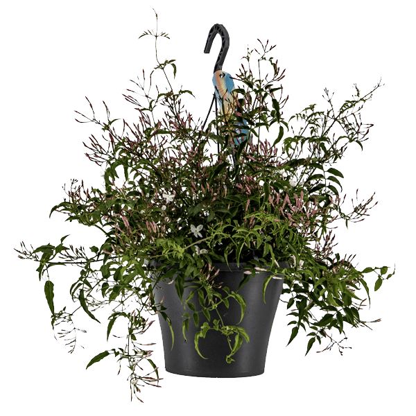 Jasminum Hanging Pot