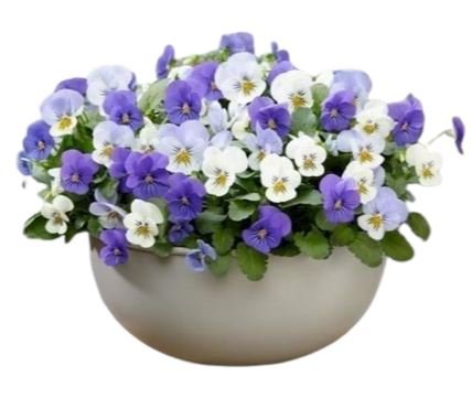 Mini Pansy Bowl Pot - Florist London