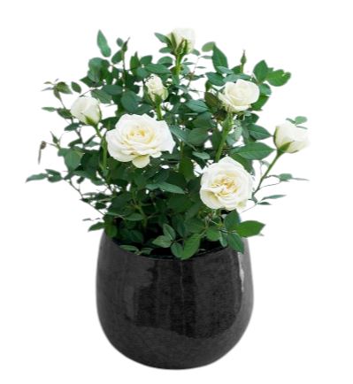 Mini Roses Plant in Pot
