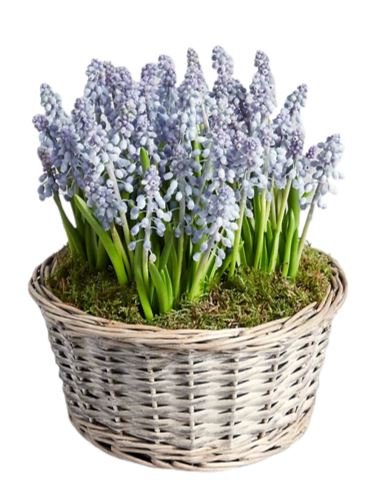 Muscari Cute Basket - Florist London