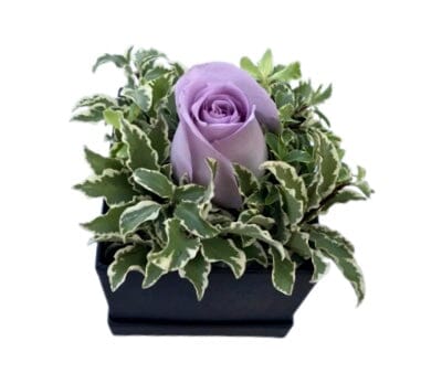 One Fresh Rose in a Square Box - Florist London