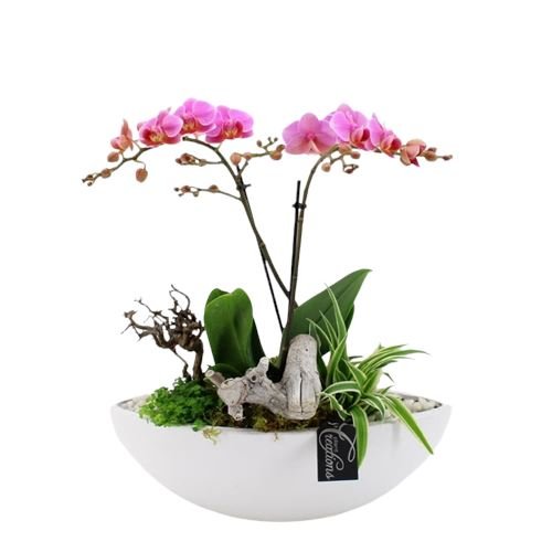 Phalaenopsis Arrangement Elliptic Pot - Florist London