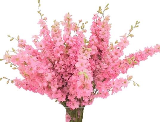 Pink Delphinium - Florist London