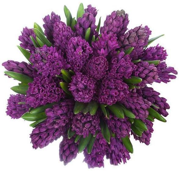 Purple Hyacinth Bouquet - Florist London