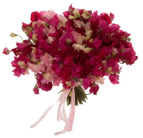 Red and Pink Sweet Pea Bouquet