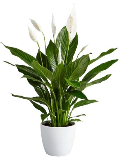 Spathiphyllum Peace Lily Plant - Florist London