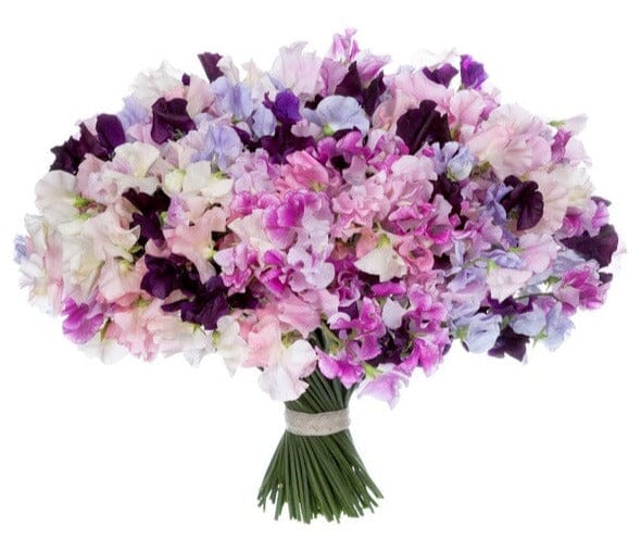 Vibrant Bouquet of Sweet Pea - Florist London