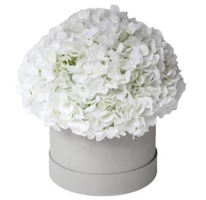 White Hydrangea in a Box - Florist London