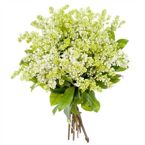 White Lilac Bouquet - Florist London