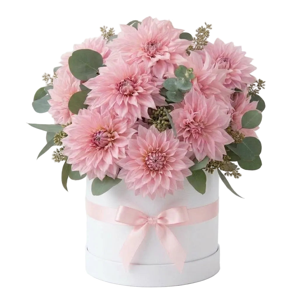 A Box of Luxury Pink Dahlia