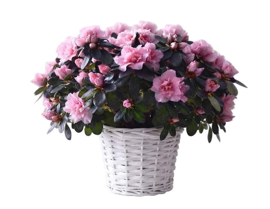 Basket of Azalea Plant