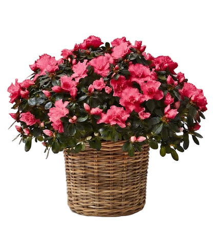 Basket of Azalea Plant