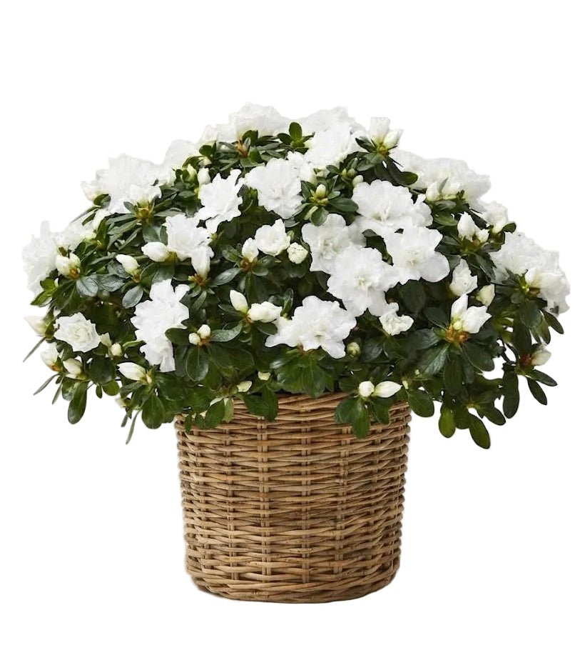 Basket of Azalea Plant