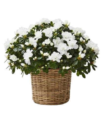 Basket of Azalea Plant