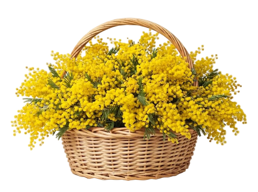 Basket of Mimosa