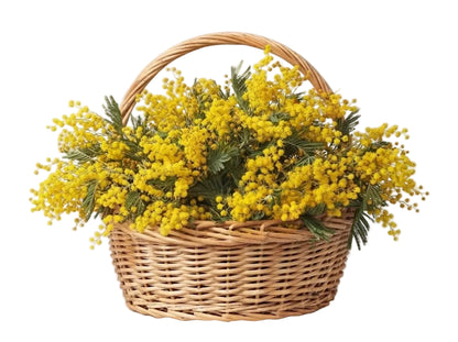 Basket of Mimosa