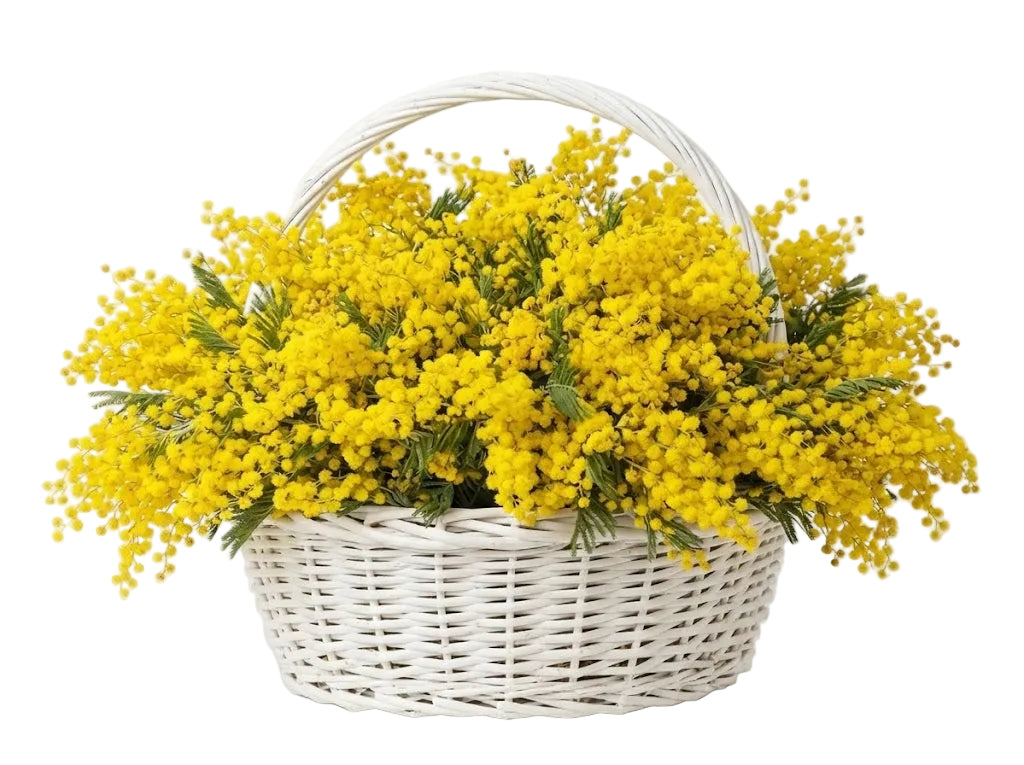 Basket of Mimosa