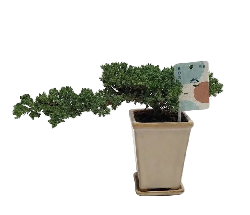 Bonsai Juniperus Chinensis Cascade
