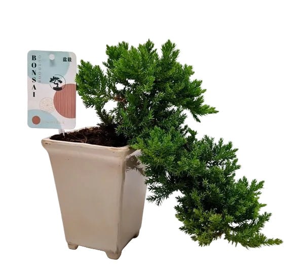 Bonsai Juniperus Chinensis Cascade