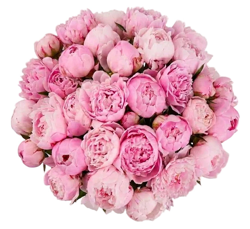 Bouquet of Pink Peonies