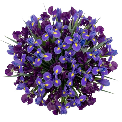 Bouquet of Sweet Peas and Blue Irises
