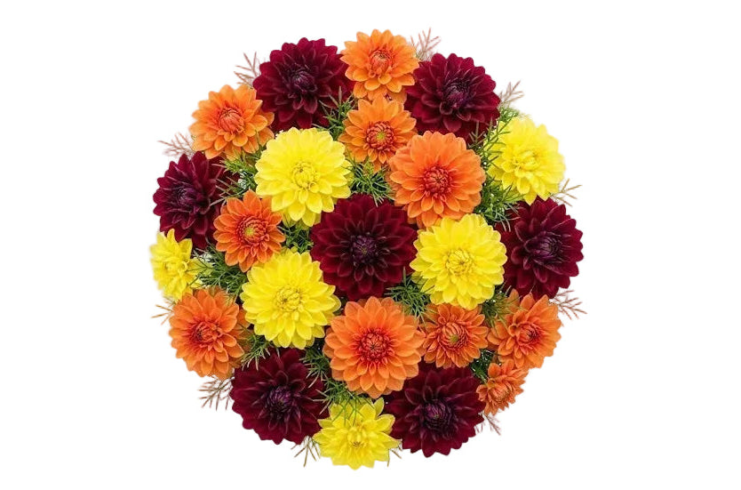 Bright Trio Dahlia Bouquet