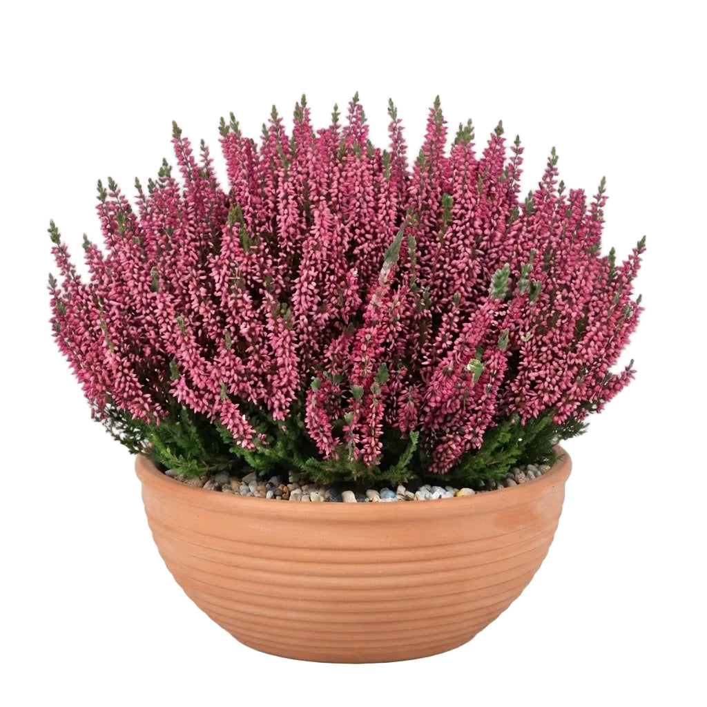 Ceramic Bowl of Pretty Heather Arrangement