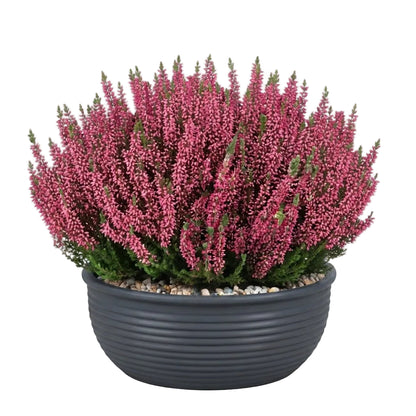 Ceramic Bowl of Pretty Heather Arrangement