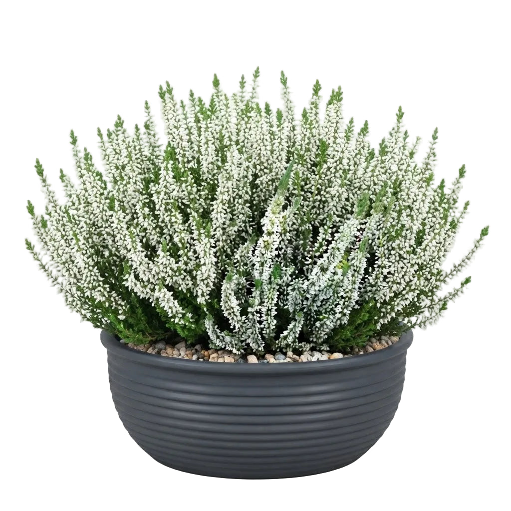 Ceramic Bowl of Pretty Heather Arrangement