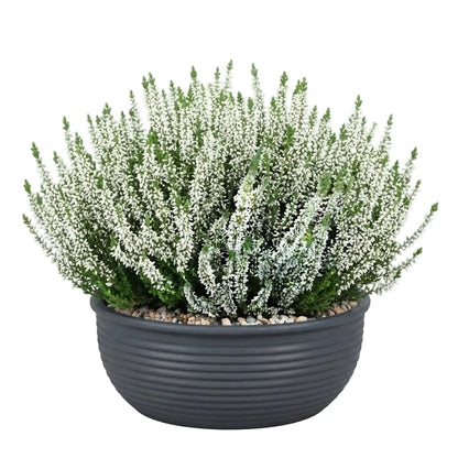 Ceramic Bowl of Pretty Heather Arrangement