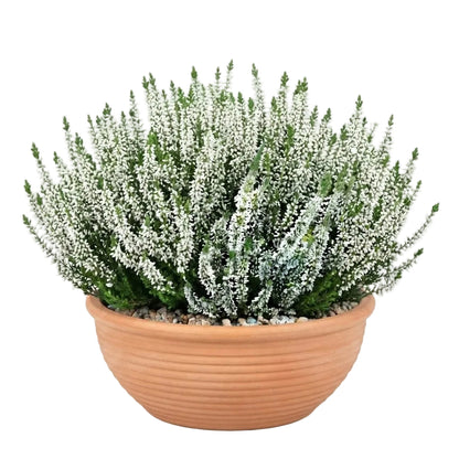 Ceramic Bowl of Pretty Heather Arrangement