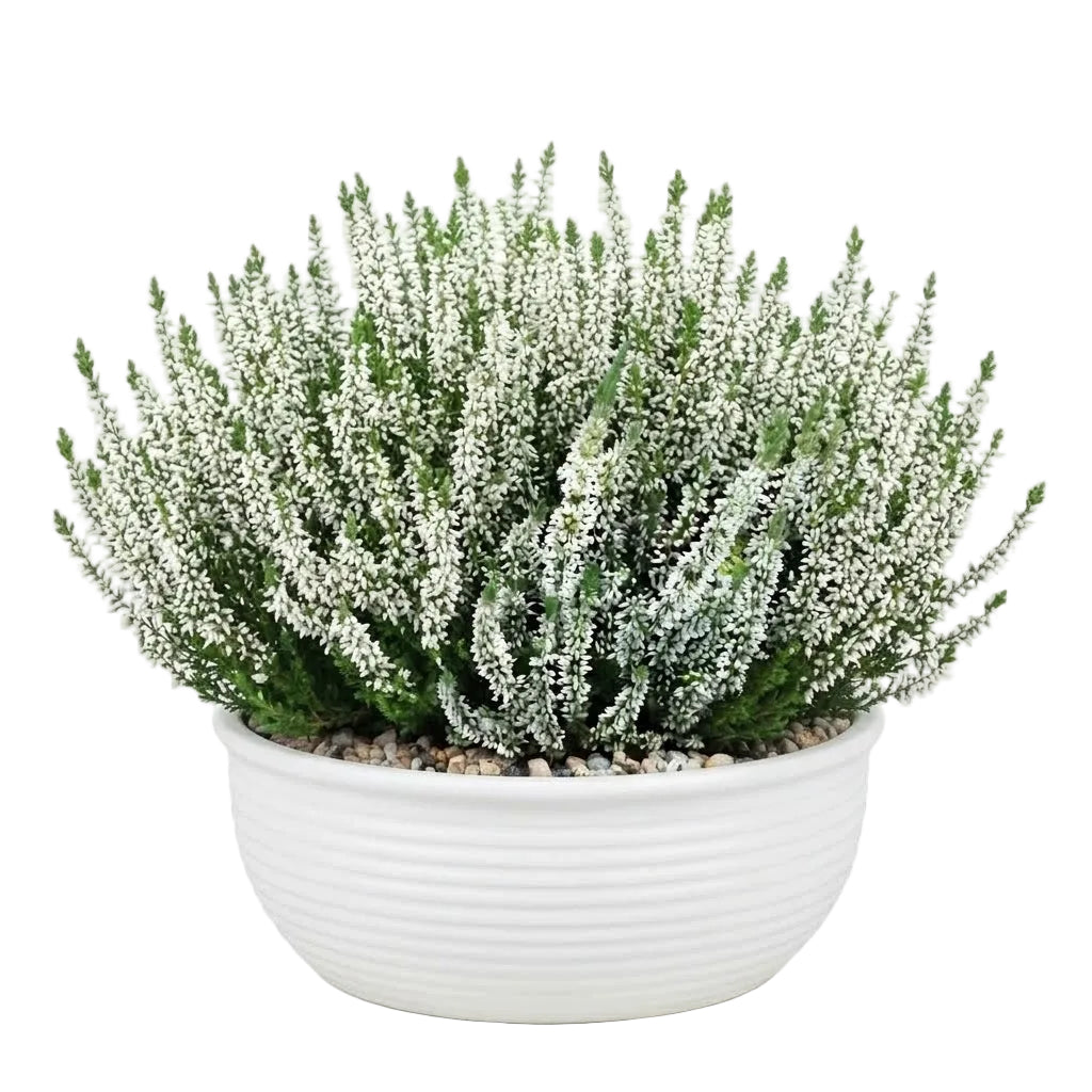 Ceramic Bowl of Pretty Heather Arrangement