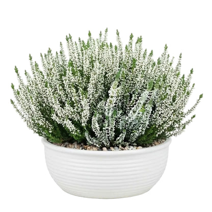 Ceramic Bowl of Pretty Heather Arrangement