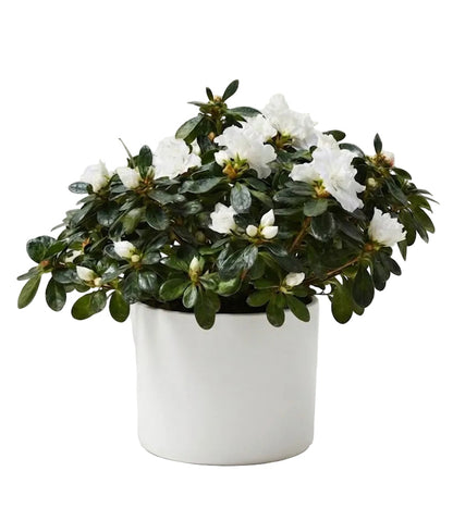 Charming Azalea in Pot