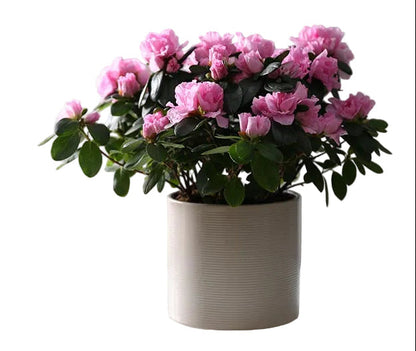 Charming Azalea in Pot
