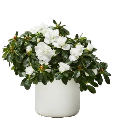 Charming Azalea in Pot