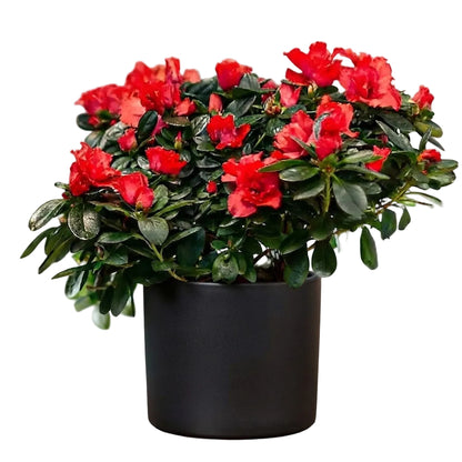 Charming Azalea in Pot