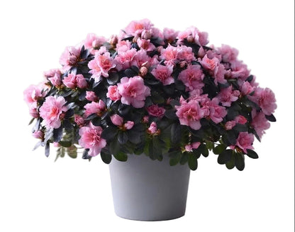 Charming Azalea in Pot